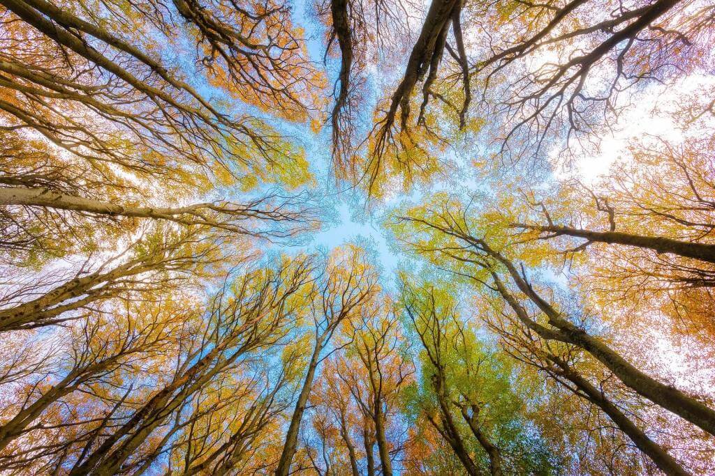 trees-5605176_1920